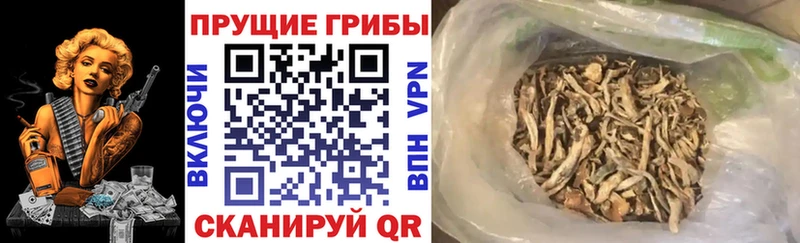 это официальный сайт  Кингисепп  Галлюциногенные грибы ЛСД 